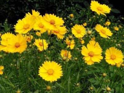 宿根花卉品種特色有哪些？